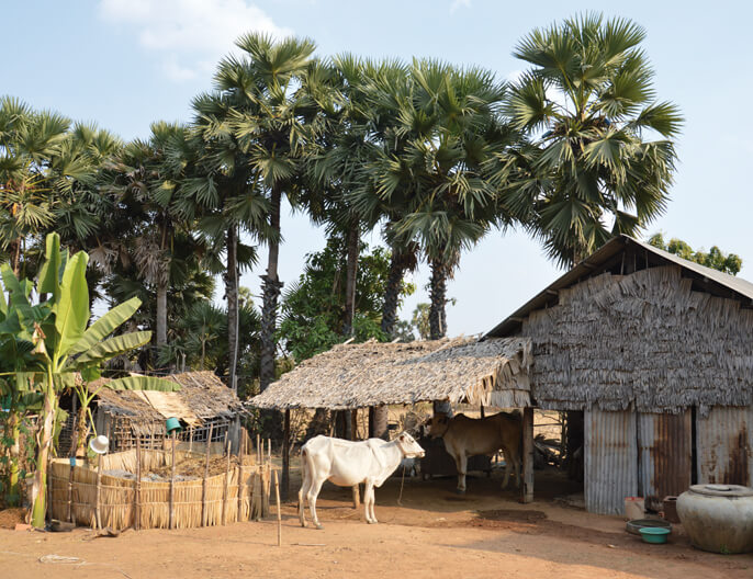 Palmier sucre coopÃ©rative KAMPATRACO au Cambodge